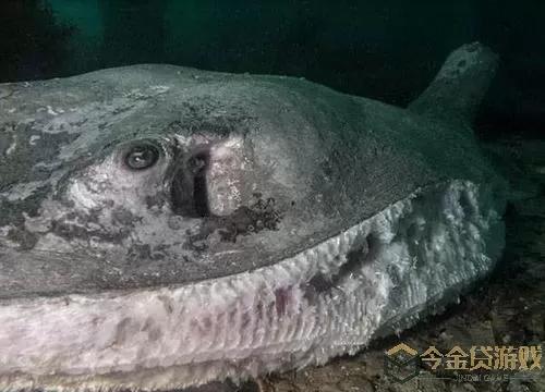 饥饿鲨进化黄貂鱼 饥饿鲨进化鲨鱼介绍