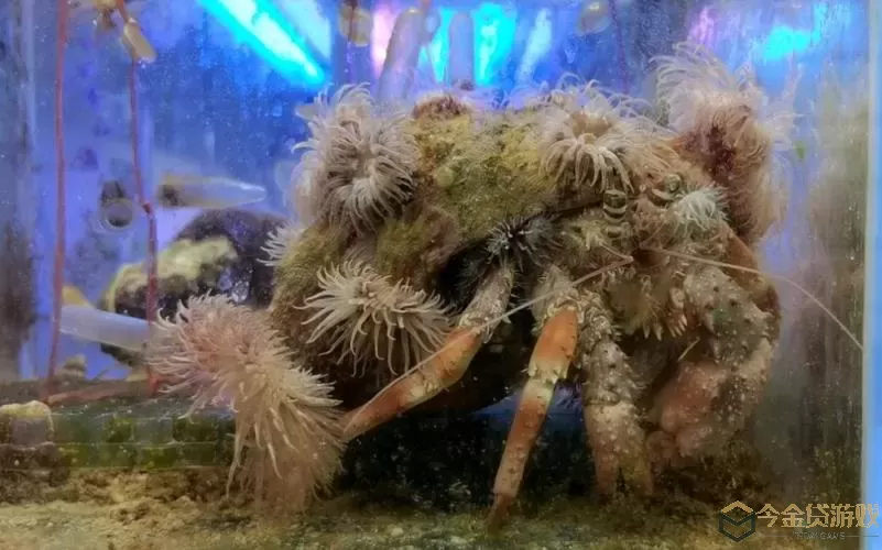 深海水族馆给寄居蟹拍照 深海水族馆为寄居蟹拍摄照片