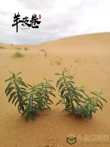 沙漠求生心得 沙漠求生心得