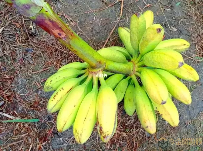 《葫芦娃》小瓜升级，农场收获更多