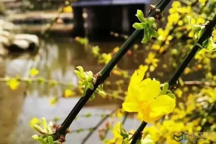 《阴阳师》春回花信协议及活动一览