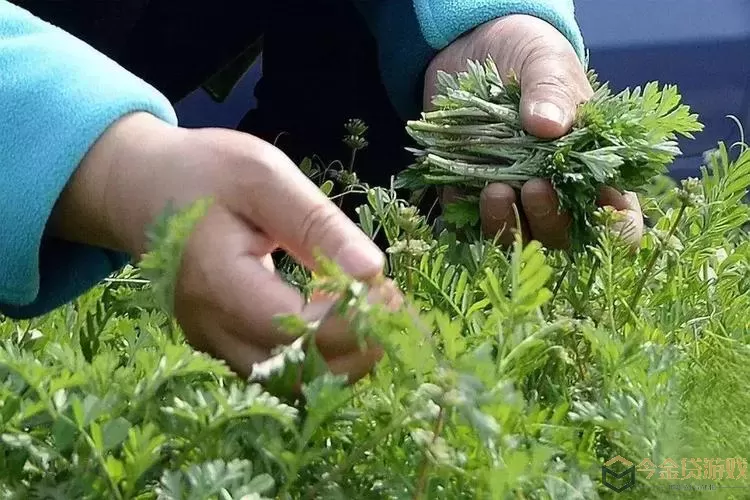 一起来找茬挖个野菜