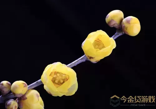 思仙花吃有什么好处